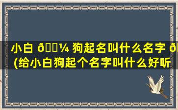 小白 🐼 狗起名叫什么名字 🦆 (给小白狗起个名字叫什么好听)